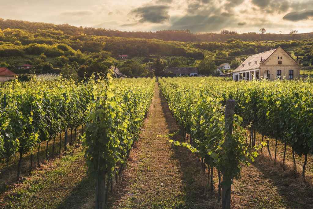 A Vocation In The Vineyard
